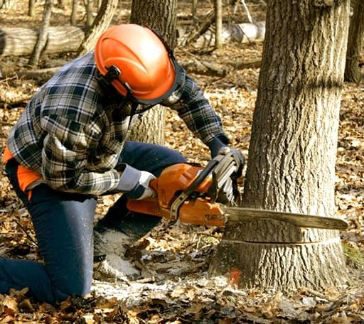 Tree Removal in Randolph, TX